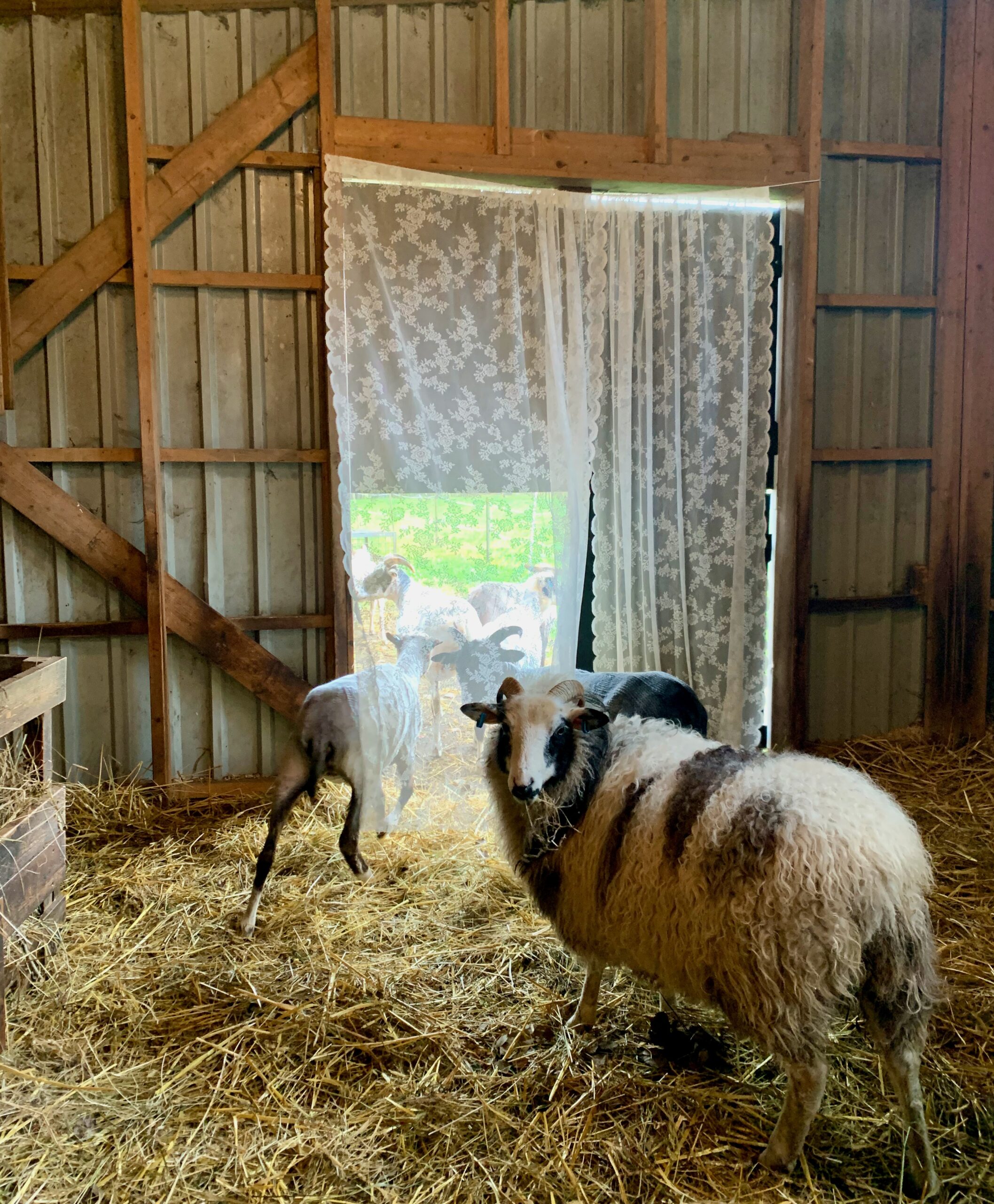 Sheep with stories - Josefin Waltin spinner